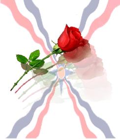 Assyrian flag background for a red rose
